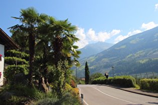 Chinesische Hanfpalme (Trachycarpus fortunei) in Freilandkultur in Riffian