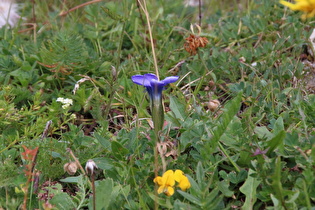 Gewöhnlicher Fransenenzian (Gentianopsis ciliata)