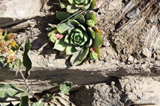 Wulfen-Hauswurz (Sempervivum wulfenii)