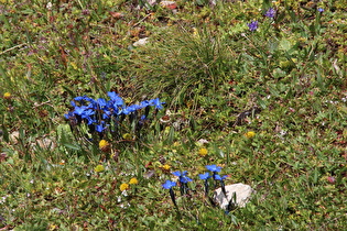 Frühlings-Enzian (Gentiana verna)