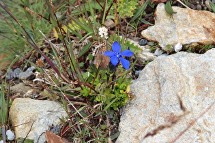 Frühlings-Enzian (Gentiana verna)