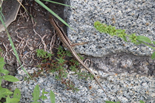 eine Mauereidechse (Podarcis muralis)