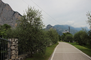 in Pietramurata, Olivenbaum (Olea europaea)