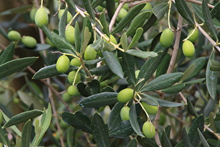 Zoom auf Früchte und Blätter