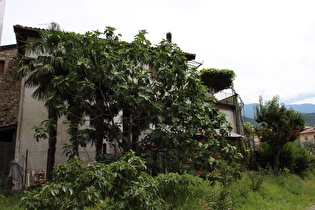 in Pietramurata, Echte Feige (Ficus carica)