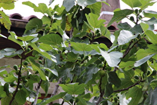 Zoom auf Früchte und Blätter