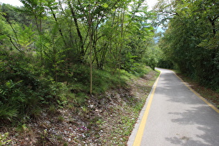 in der Marocche di Dro, bewaldete Marocche principale