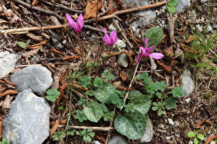 Europäisches Alpenveilchen (Cyclamen purpurascens)