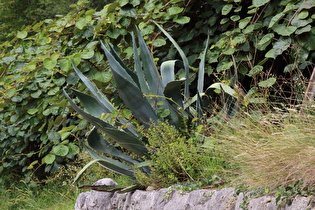Agave (Agave americana)