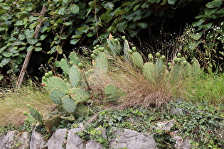 Feigenkaktus (Opuntia ficus-indica)