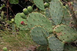 Zoom auf Platykladien („Ohren“) und Früchte