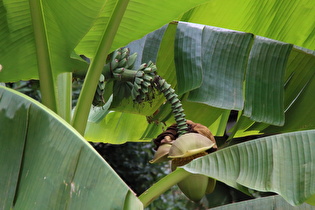 Zoom auf Blüte und Fruchtstand