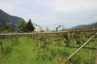 südlich von Dro, Kiwi (Actinidia deliciosa)
