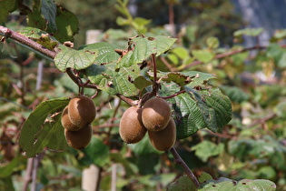 Zoom auf Blätter und Früchte