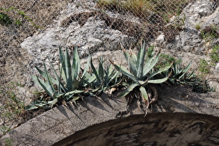 Zoom auf Agaven (Agave americana) über dem Tunnelportal