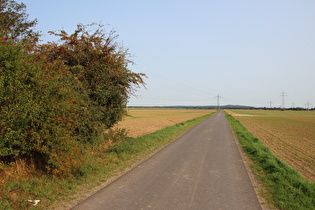 weiter westlich, Blick zum Benther Berg und auf eine schon herbstlich wirkende Hecke mit …