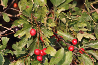 … und Weißdorn (Crataegus) mit Früchten (Mehlbeeren)