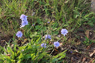 Gemeine Wegwarte (Cichorium intybus)