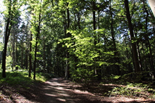 Benther Berg, Nordhang, erster Anstieg der Tour