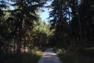 Fichtenwald im Deister oberhalb der „Wasserräder“