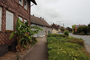 in Arholsen, Japanische Faser-Banane (Musa basjoo)