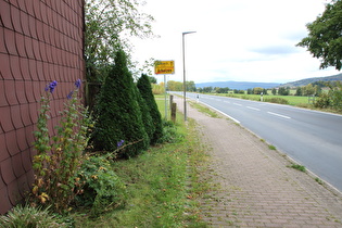 in Arholsen, Blauer Eisenhut (Aconitum napellus) ☠