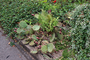 … Feigenkaktus (Opuntia ficus-indica)