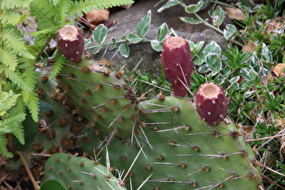 Zoom auf Platykladien („Ohren“) und Früchte