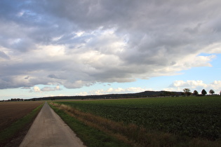 südlich vom Großen Holz, Blick zum Benther Berg