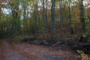 Blick zum Gipfel des Benther Berges