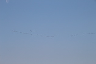 Vogelzug