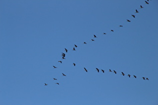 Zoom auf die Zugvögel, Kraniche (Grus grus)