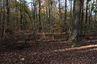 zwischen Wennigsen und Wasserräder, Laubwald mit Pilzen