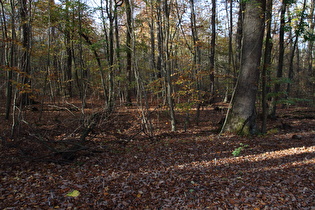 zwischen Wennigsen und Wasserräder, Laubwald mit Pilzen