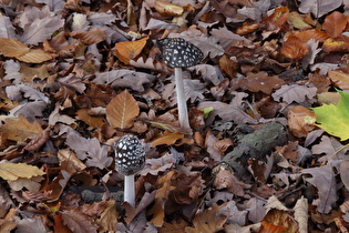 Specht-Tintling (Coprinopsis picacea)