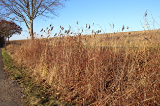 Schilfrohr (Phragmites australis) und Hunds-Rose (Rosa canina)