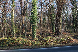 Königseiche, Blick ins Große Holz