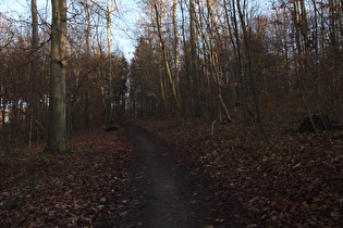 Benther Berg, Westhang, Blick bergauf