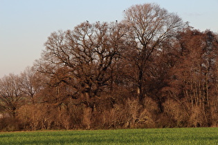 Zoom auf das Feldgehölz in Blickrichtung