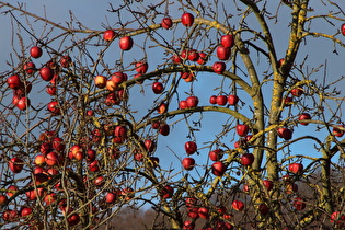 Zoom auf die „Winteräpfel“