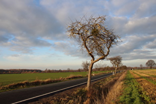 etwas weiter, ein Apfelbaum (Malus domestica)