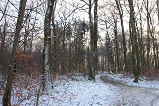 Benther Berg, Nordhang, vereiste Wege