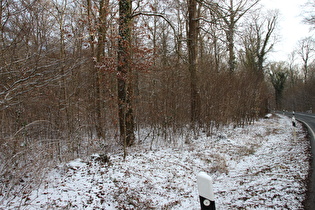 Winter im Großen Holz