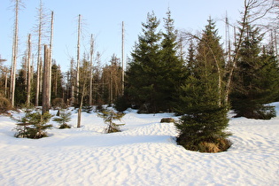 Winter am Bruchberg