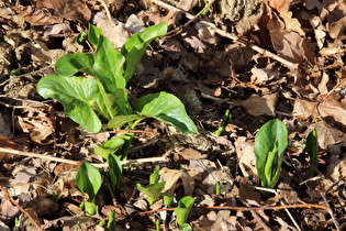 … austreibender Gefleckter Aronstab (Arum maculatum)