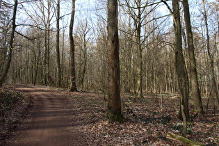 Benther Berg, Nordhang, Blick nach Westen