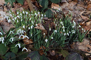 Kleines Schneeglöckchen (Galanthus nivalis)