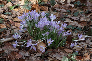 Frühlings-Krokus (Crocus vernus)