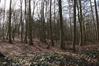 Benther Berg, Nordhang, Blick bergauf