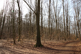 Benther Berg, Blick vom Kammweg zum Gipfel